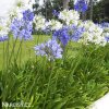 Agapanthus Kalokvet smes barev mix 1