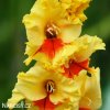 zluty gladiolus mecik jester 2