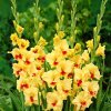 Gladiol Jester 01