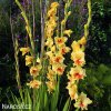 zluty gladiolus mecik jester 3
