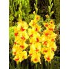 Gladiol Jester 03