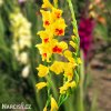 zluty gladiolus mecik jester 5