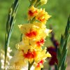 zluty gladiolus mecik jester 6