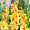 zluty gladiolus mecik jester 1