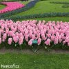 ruzovy hyacint fondante 5