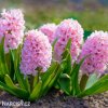 ruzovy hyacint fondante 1