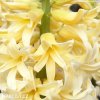 zluty hyacint gipsy princess 5