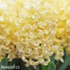 zluty hyacint gipsy princess 1