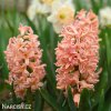 ruzovy hyacint gipsy queen 3