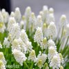 bílý Modřenec Muscari Snowqueen 2