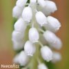 bílý Modřenec Muscari Snowqueen 3