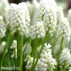 bílý Modřenec Muscari Snowqueen 5