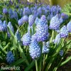 světlý modřenec muscari azureum 4