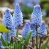 světlý modřenec muscari azureum 1