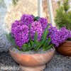fialovy hyacint miss saigon 2