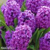 fialovy hyacint miss saigon 3