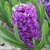 fialovy hyacint miss saigon 4