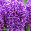 fialovy hyacint miss saigon 5
