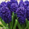 fialovy hyacint aida 2