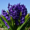 fialovy hyacint aida 3