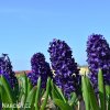 fialovy hyacint aida 4
