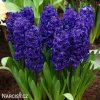 fialovy hyacint aida 5