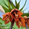 oranžový řebčík fritillaria william rex 2