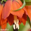 oranžový řebčík fritillaria william rex 4