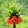 oranžový řebčík fritillaria william rex 1