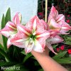 hvězdník amaryllis ambiance 3