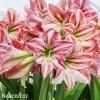 hvězdník amaryllis ambiance 4