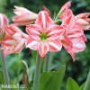 hvězdník amaryllis ambiance 5