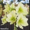 žlutý hvězdník amaryllis lemon 3