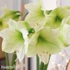 žlutý hvězdník amaryllis lemon 6