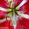 červený hvězdník amaryllis barbados 2