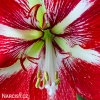 červený hvězdník amaryllis barbados 2