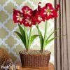 červený hvězdník amaryllis barbados 4