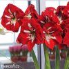 červený hvězdník amaryllis barbados 5