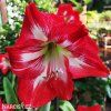 červený hvězdník amaryllis barbados 6