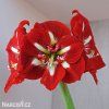 červený hvězdník amaryllis barbados 1