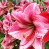 růžový hvězdník amaryllis gervase 2