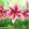 růžový hvězdník amaryllis gervase 3