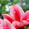 růžový hvězdník amaryllis gervase 4
