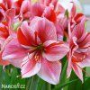 růžový hvězdník amaryllis gervase 1