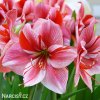růžový hvězdník amaryllis gervase 1