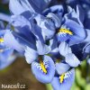 bledě modrý kosatec iris alida reticulata 2
