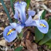 bledě modrý kosatec iris alida reticulata 3