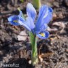 bledě modrý kosatec iris alida reticulata 5