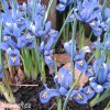 bledě modrý kosatec iris alida reticulata 6