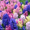 hyacinty smes mix barev 2
